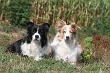 BORDER COLLIE 007